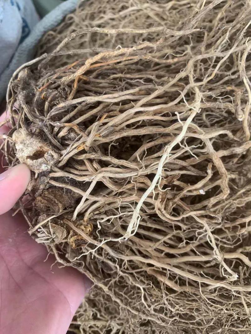 牛尾菜【包邮】三斤起发货可批量可零售量大从优