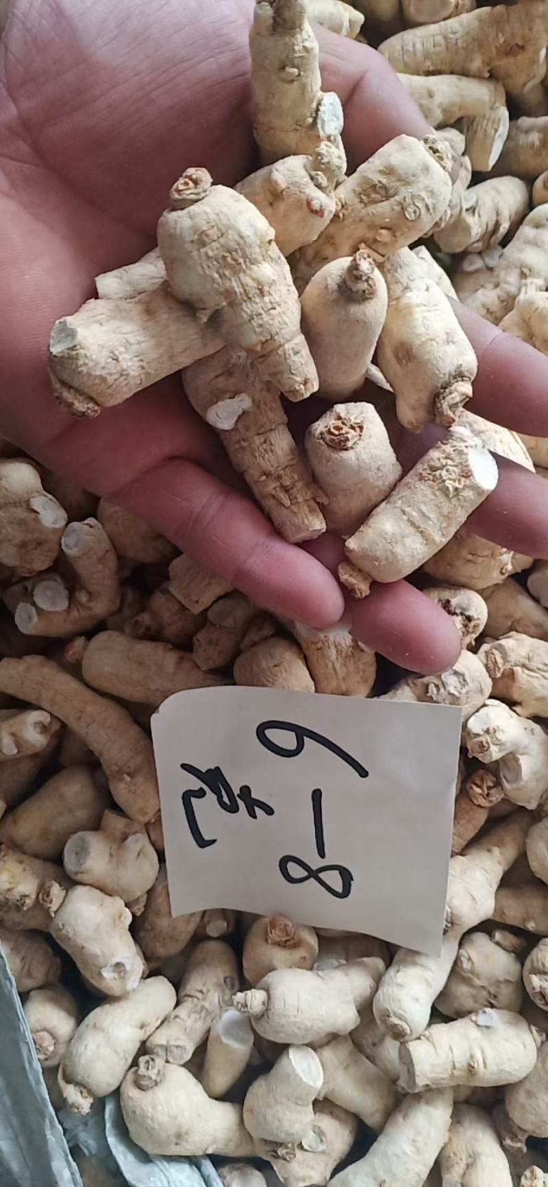 西洋参粒头，质量品质嘎嘎好，自己修剪一手货，电联下单