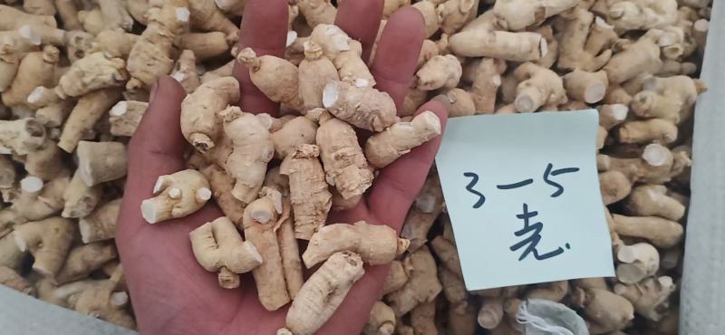 西洋参粒头，质量品质嘎嘎好，自己修剪一手货，电联下单