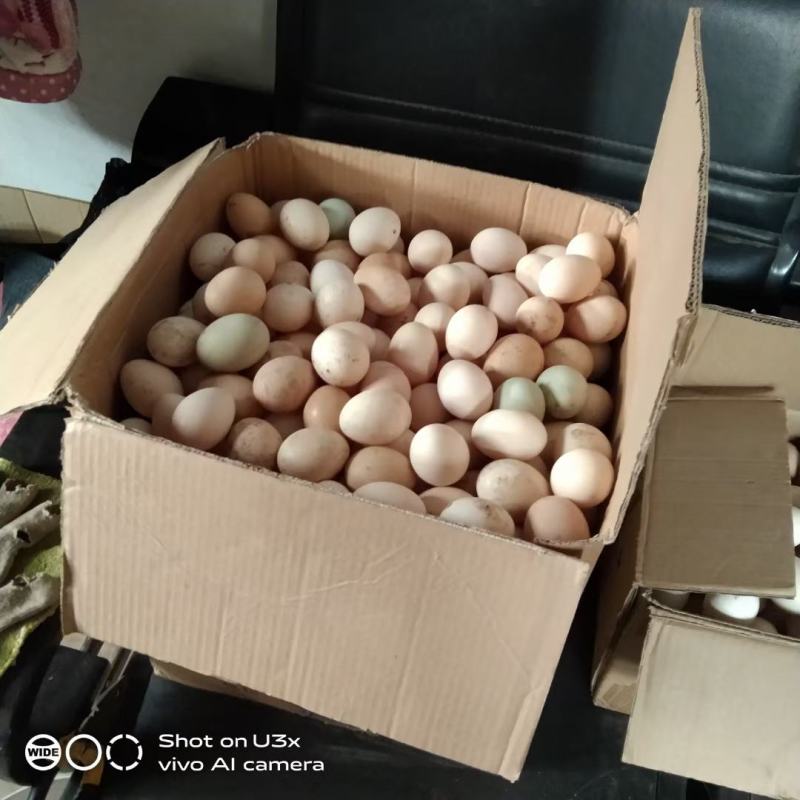 蛋禽增蛋产品，提高产蛋，延长产蛋高峰，改善蛋壳品质，转化