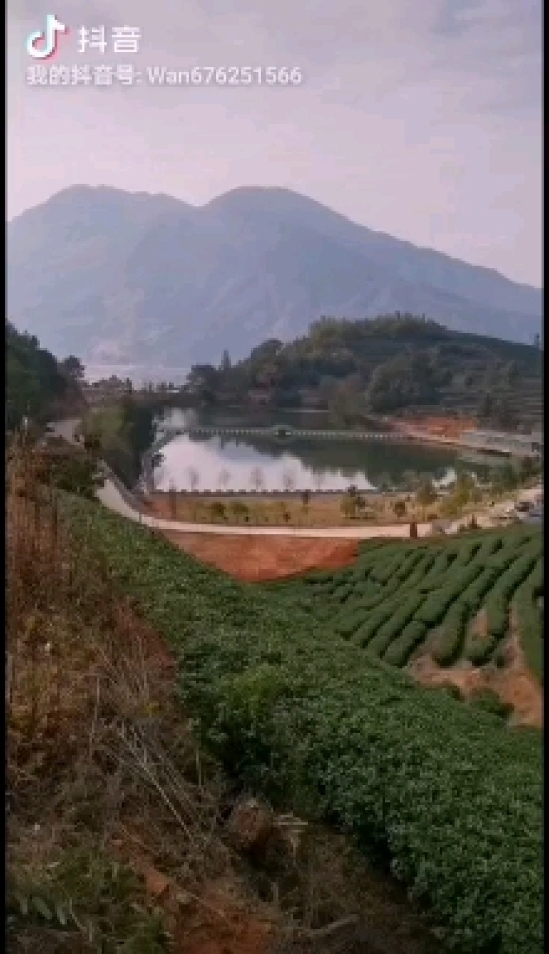 武夷山大红袍，，，大量资源价格美丽，有喜欢喝茶的朋友欢迎