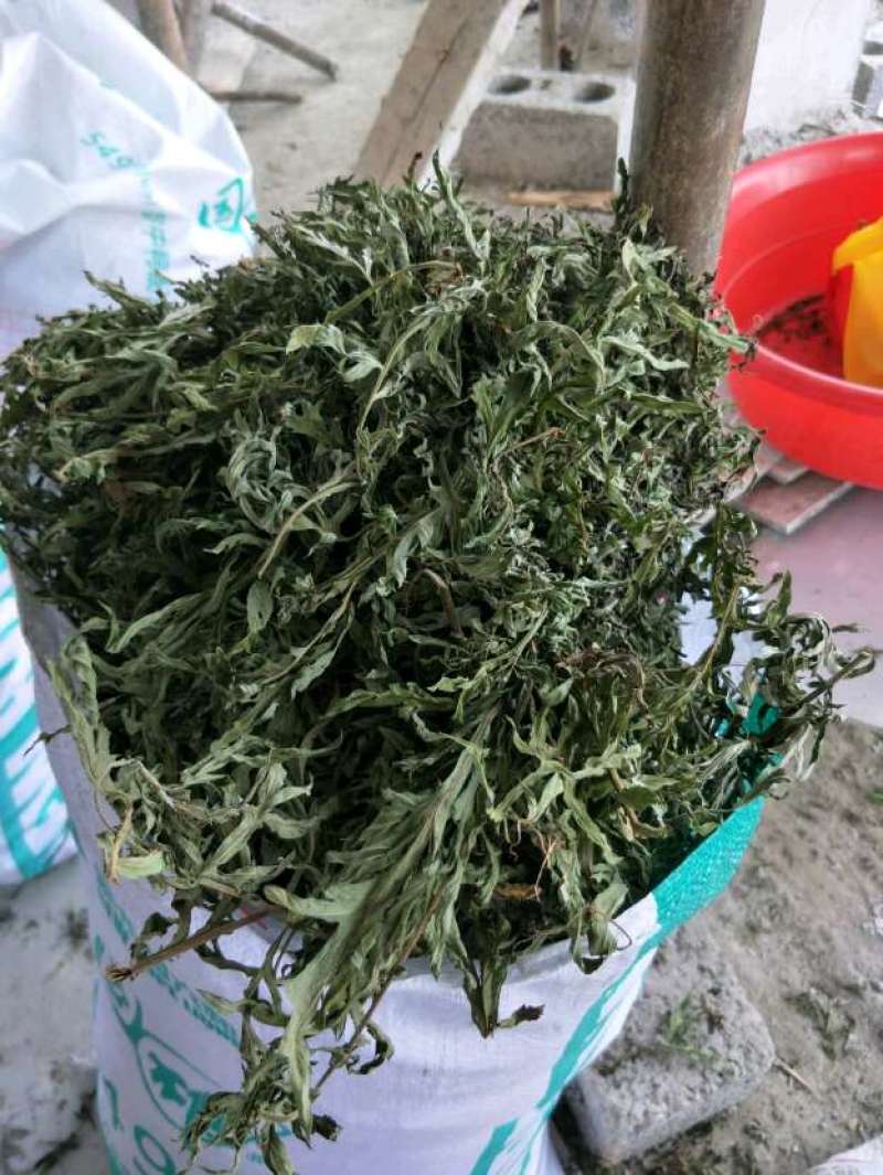 自然生长的艾叶