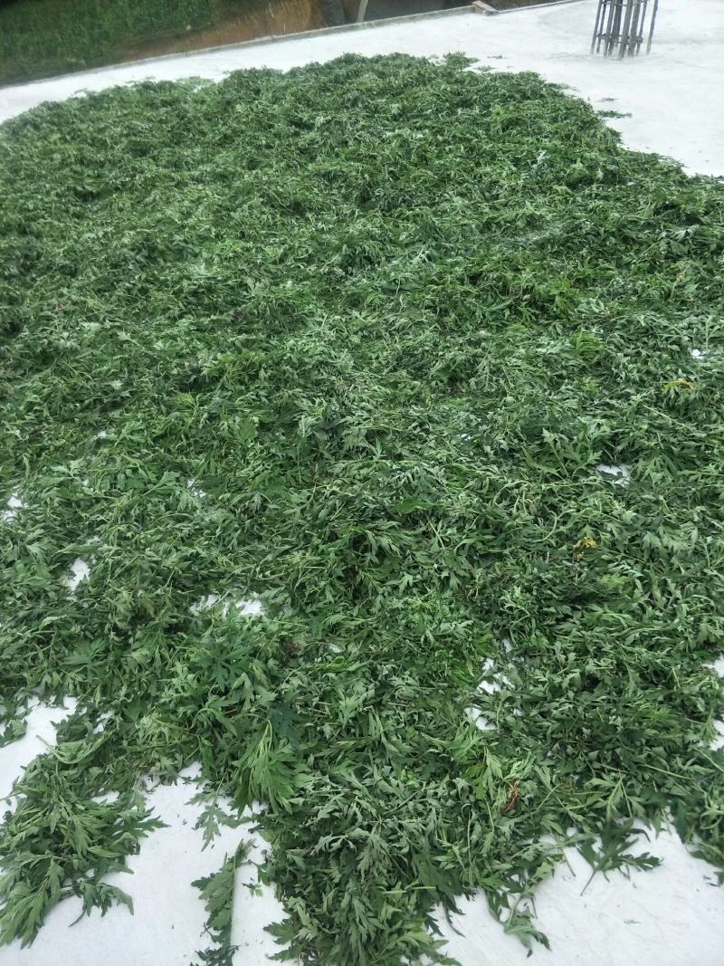 自然生长的艾叶