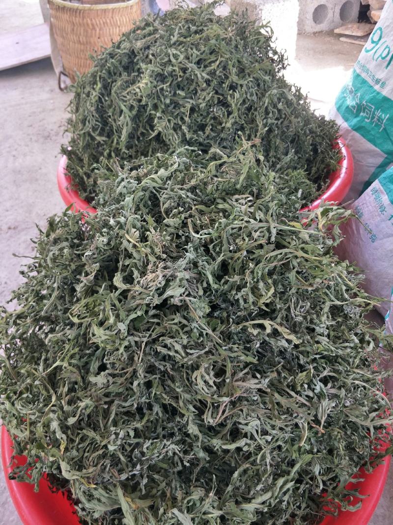自然生长的艾叶