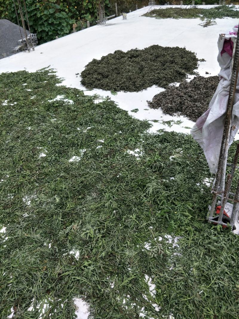 自然生长的艾叶