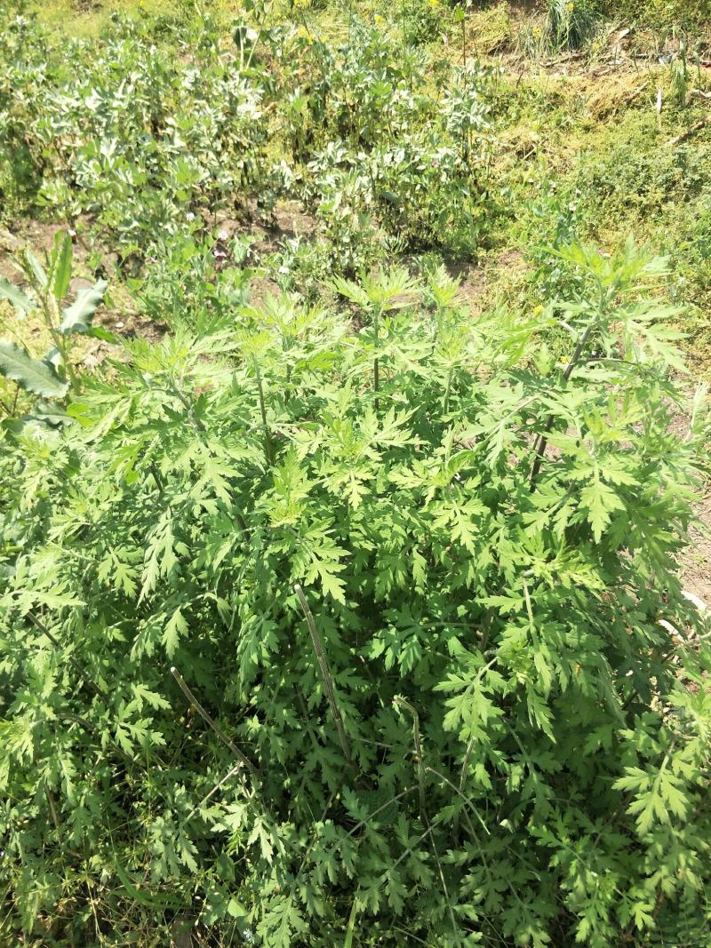 自然生长的艾叶
