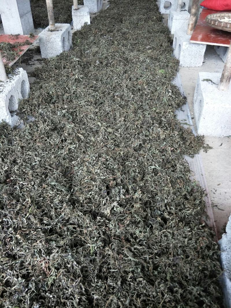 自然生长的艾叶