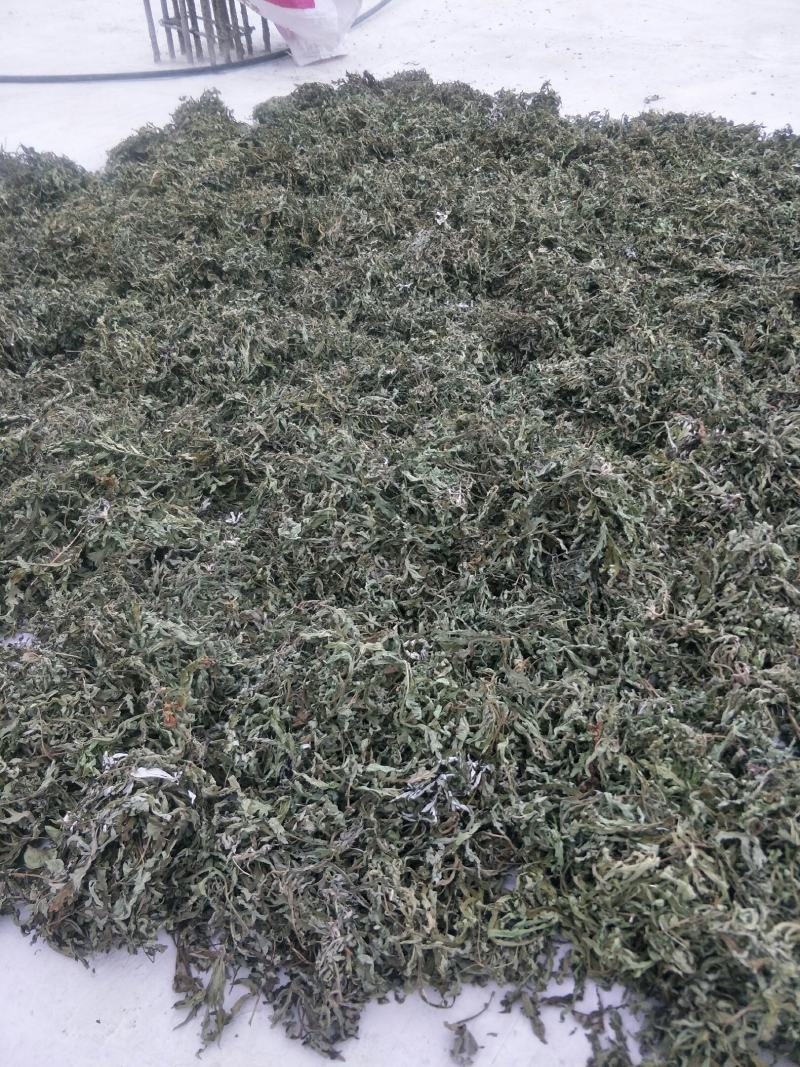 自然生长的艾叶