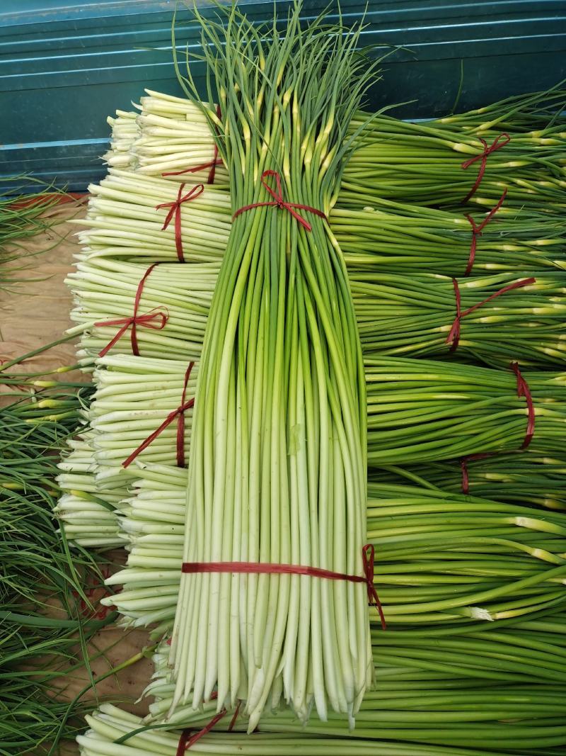 大量供应，白帽蒜苔，代发全国