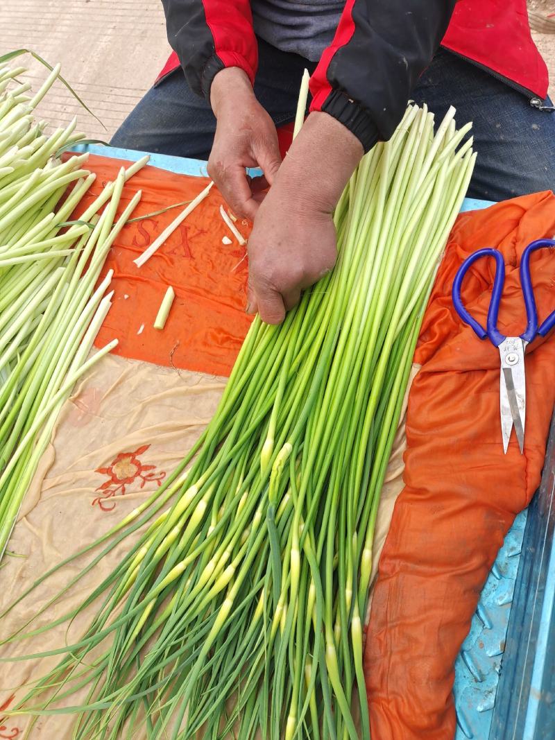 大量供应，白帽蒜苔，代发全国