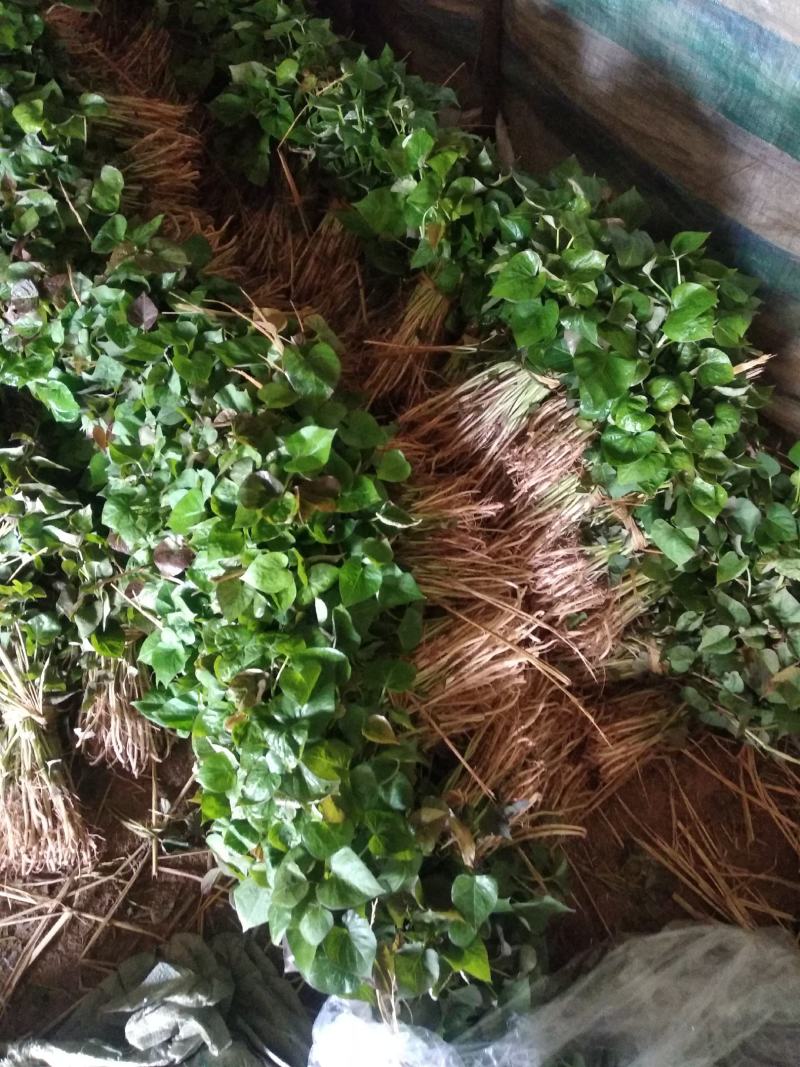 辽宁北镇地瓜苗品种齐全