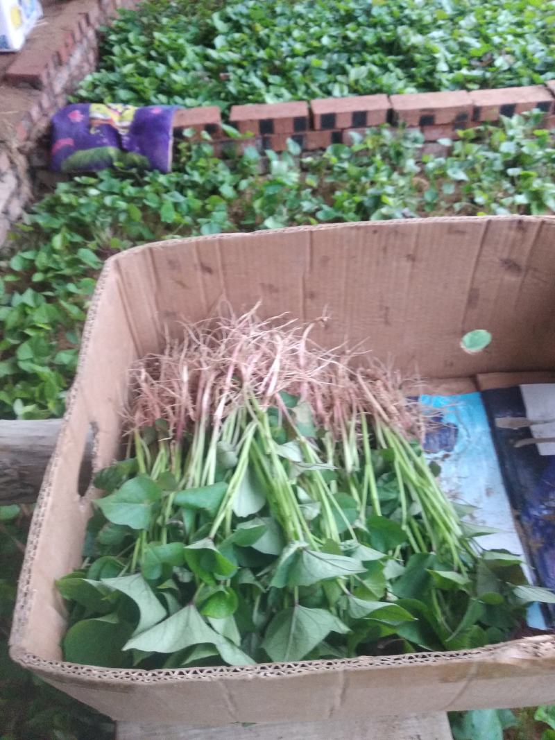 辽宁北镇地瓜苗品种齐全