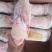二级白条鸭1500/1600/1700克的有货