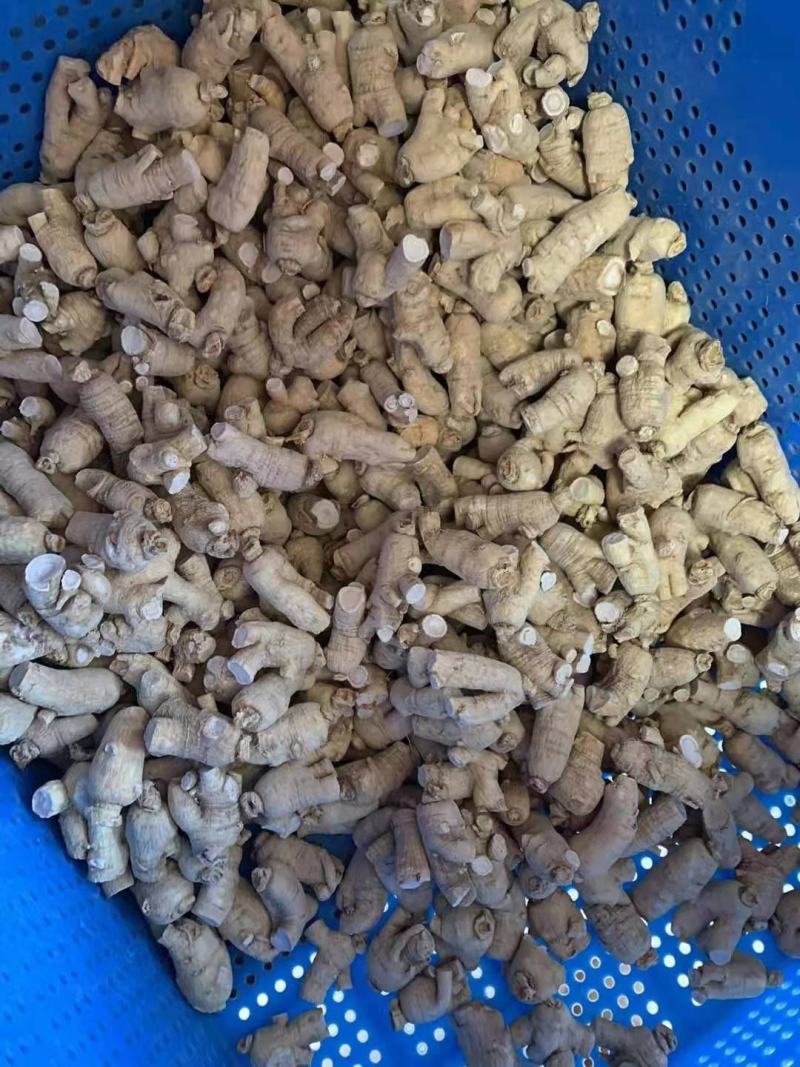 西洋参粒头，质量品质嘎嘎好，自己修剪一手货，电联下单