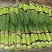 精品红帽蒜苔，蒜薹，干谭，50到60，可以精品加工小把，