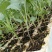 甘蓝苗，农家蔬菜育苗，常年供应各种各样蔬菜。