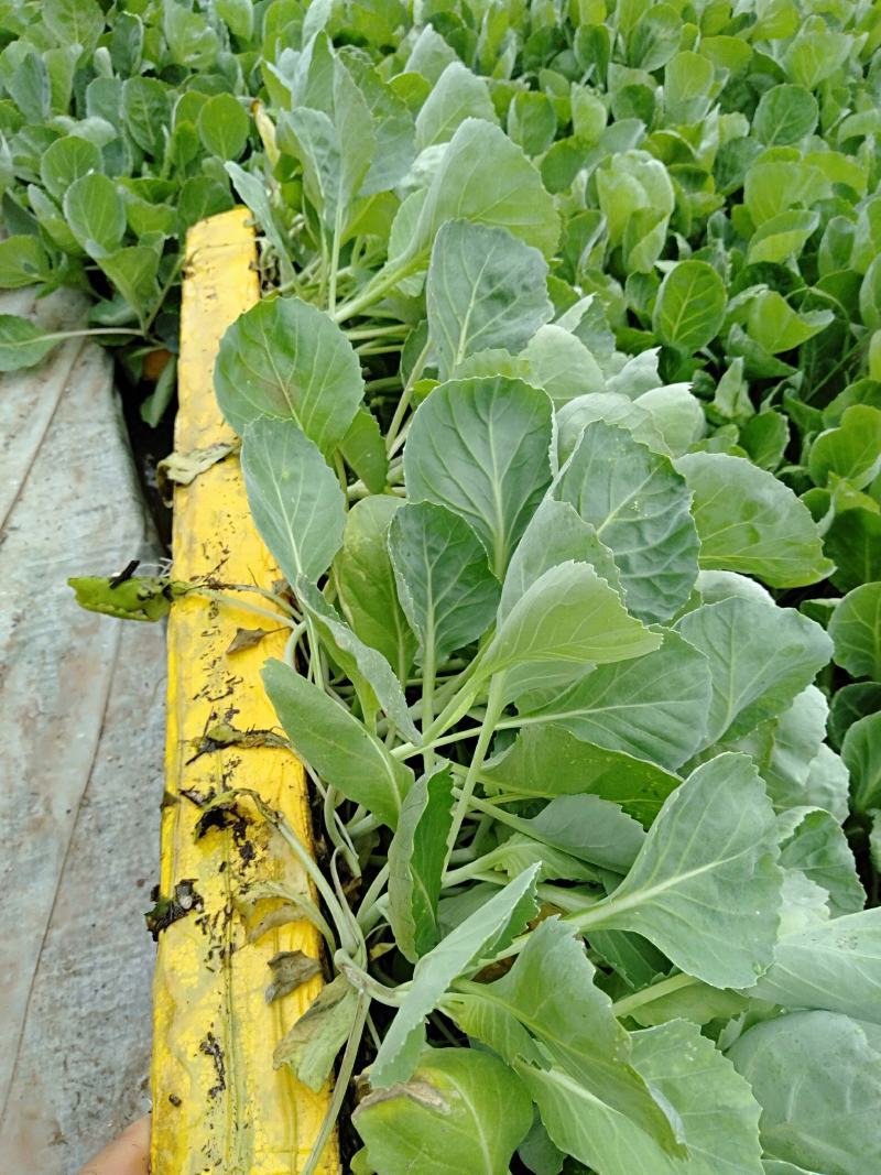 甘蓝苗，农家蔬菜育苗，常年供应各种各样蔬菜。