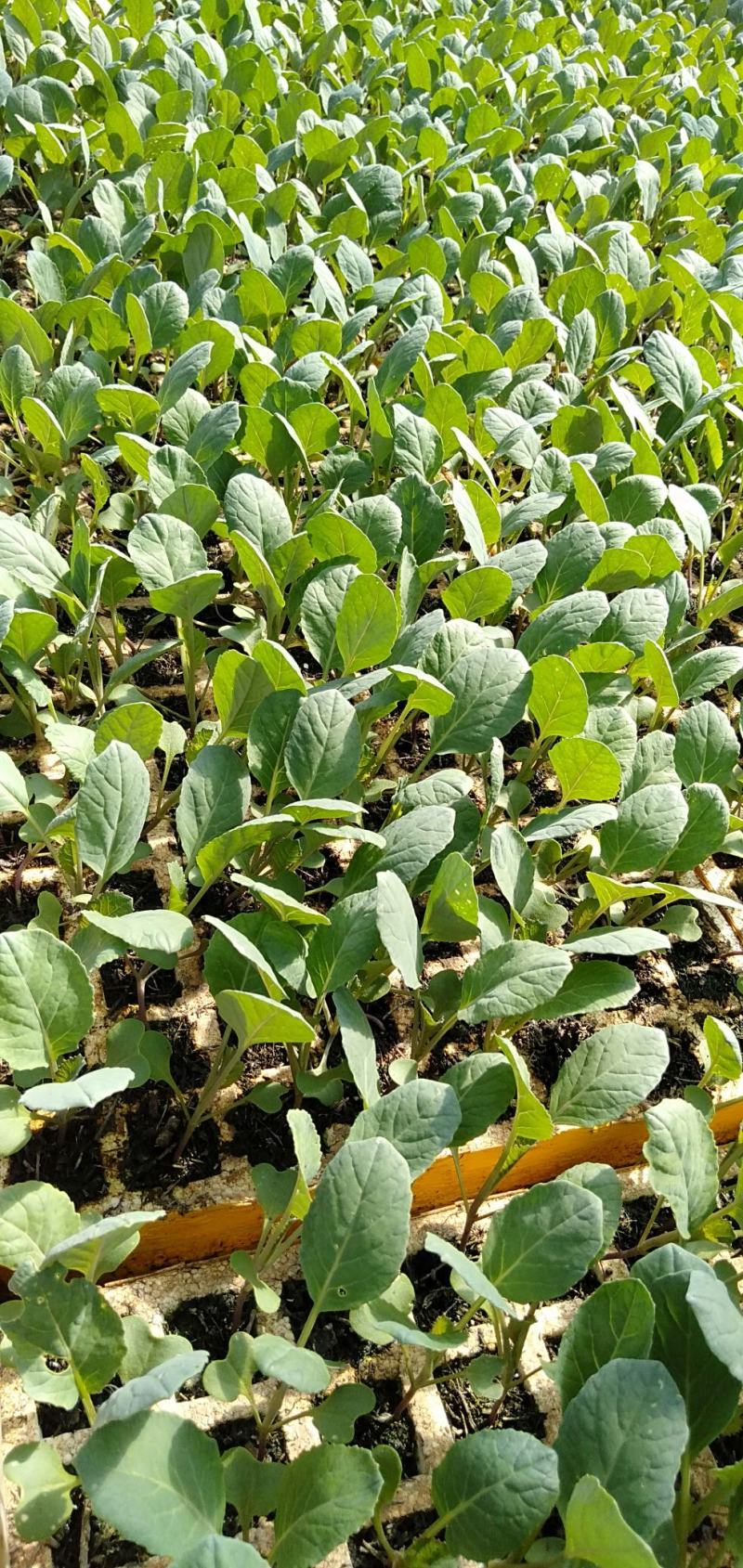 甘蓝苗，农家蔬菜育苗，常年供应各种各样蔬菜。