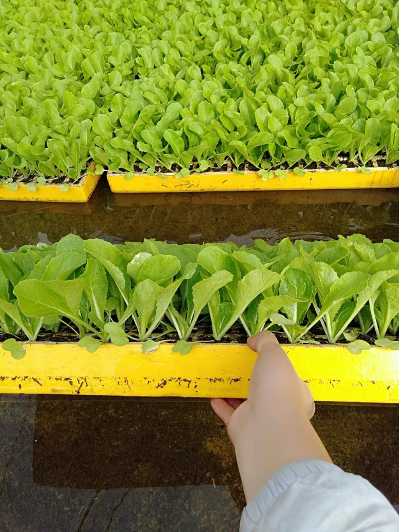 白菜苗，农家育苗基地。常年供应各种各样白菜苗。欢迎全国各