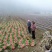 白菜苗，农家育苗基地。常年供应各种各样白菜苗。欢迎全国各