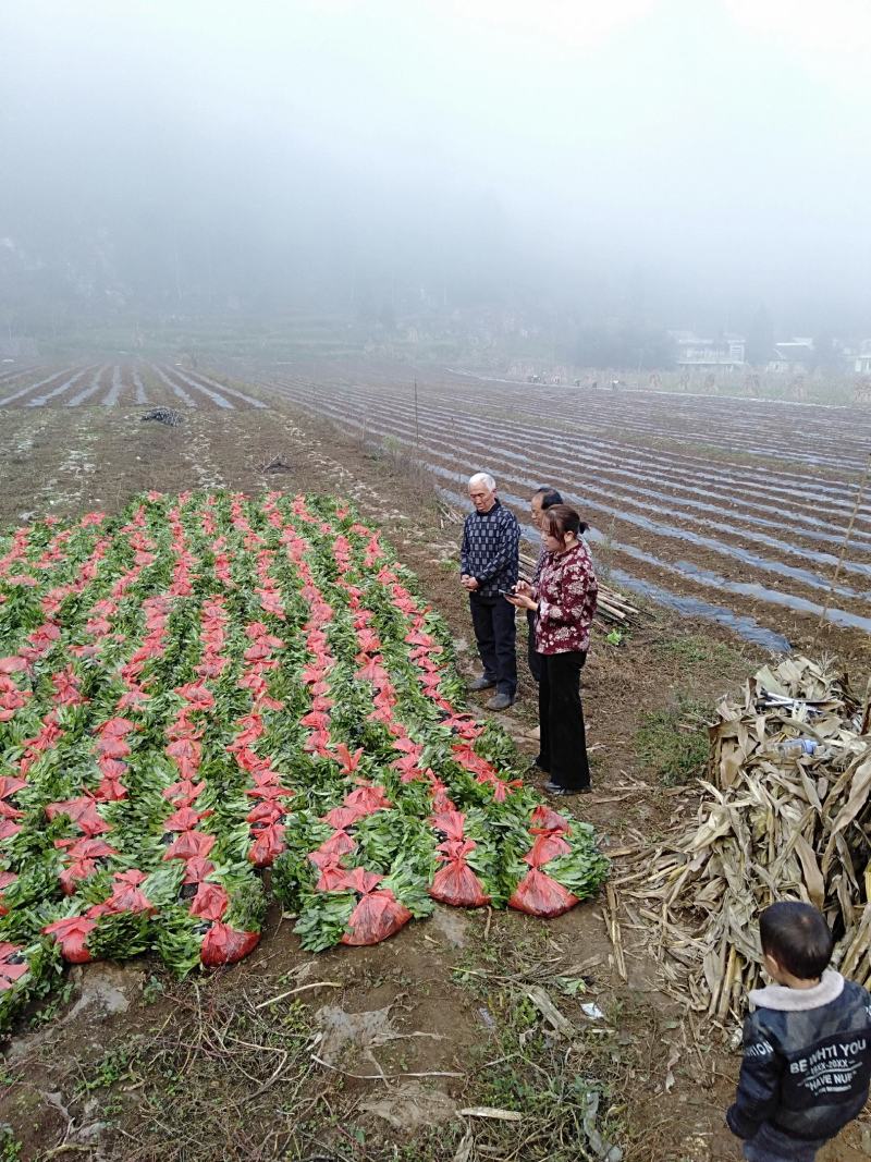 白菜苗，农家育苗基地。常年供应各种各样白菜苗。欢迎全国各