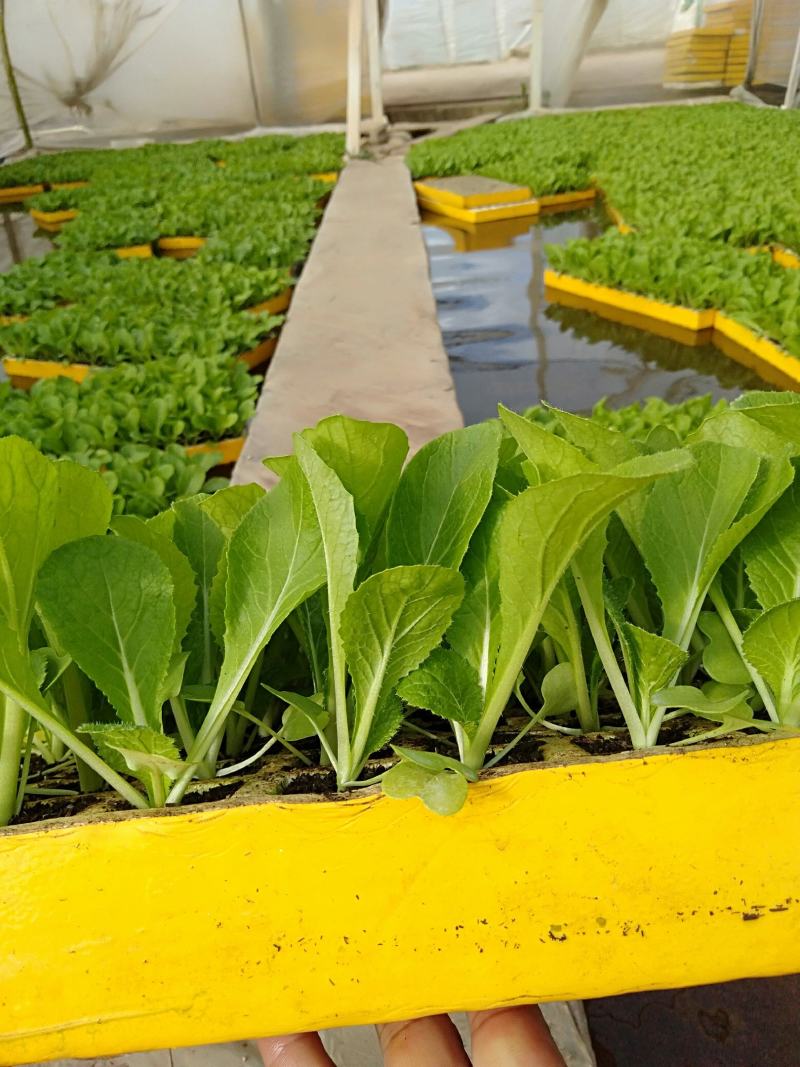 白菜苗，农家育苗基地。常年供应各种各样白菜苗。欢迎全国各