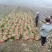 白菜苗，农家育苗基地。常年供应各种各样白菜苗。欢迎全国各