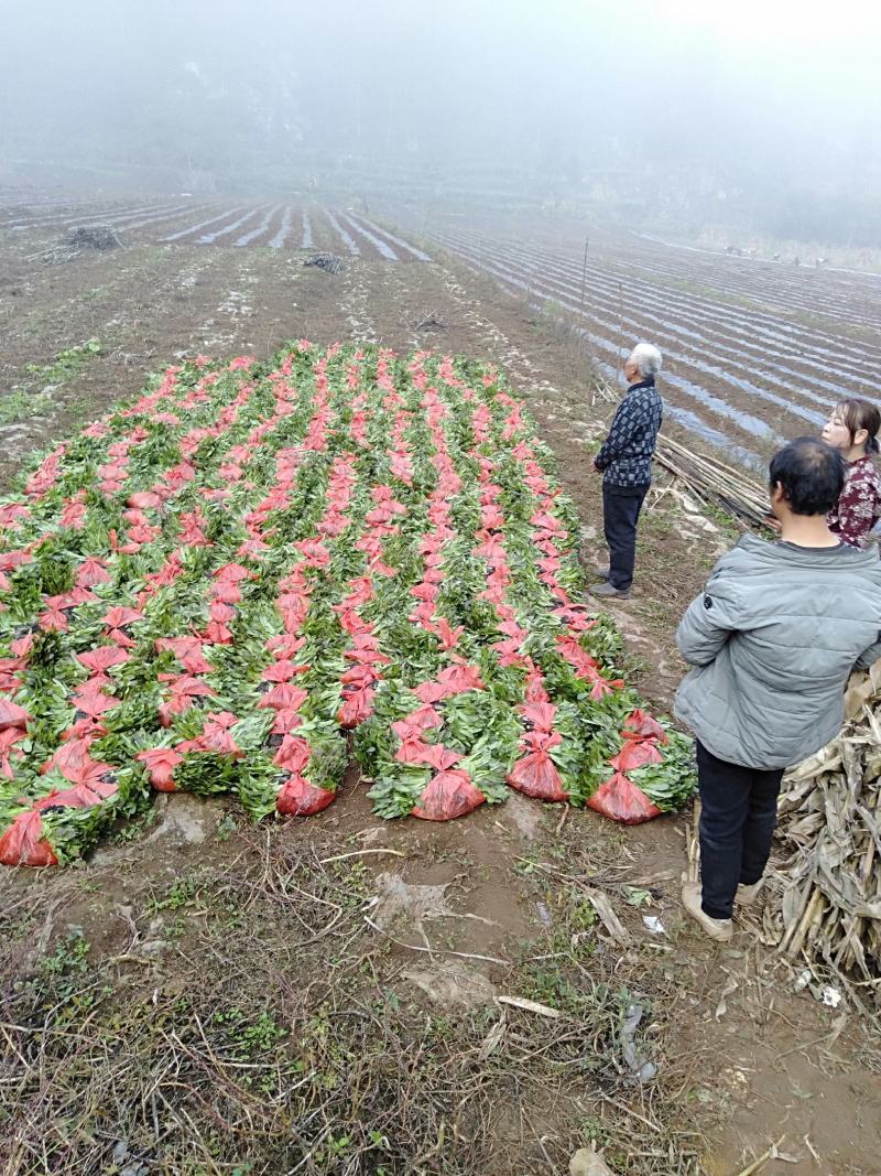 白菜苗，农家育苗基地。常年供应各种各样白菜苗。欢迎全国各