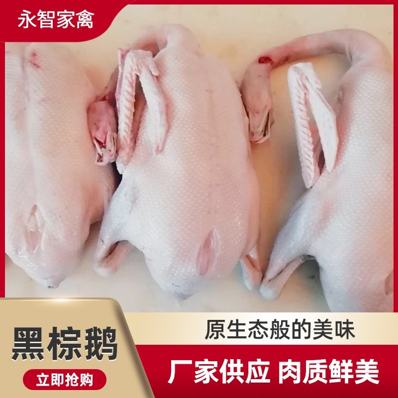 【精之品】鹅肠厂家直发一手货源质量保证欢迎选购