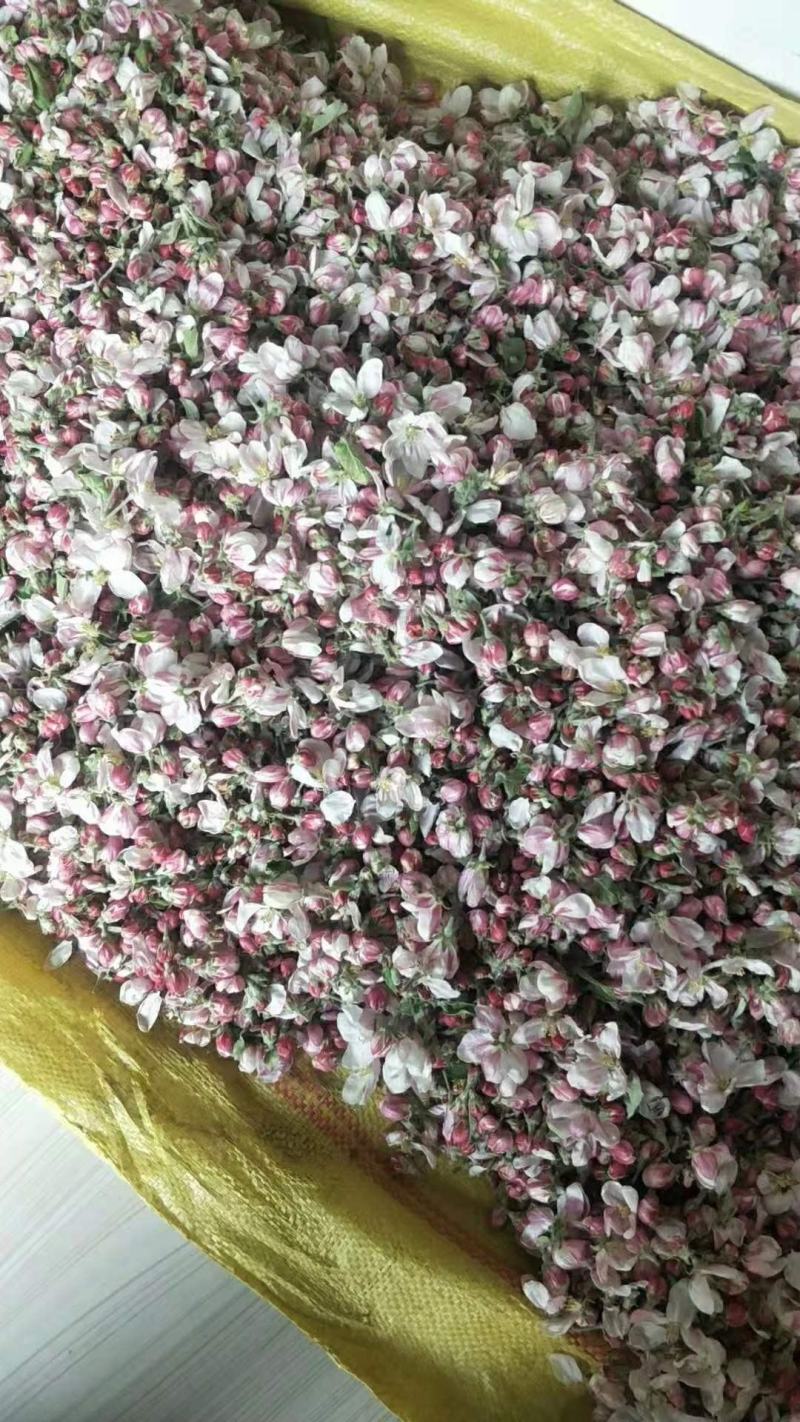 代收苹果花，可加工提取花粉！有充足的场地和丰富的货源