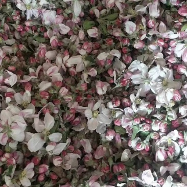 代收苹果花，可加工提取花粉！有充足的场地和丰富的货源