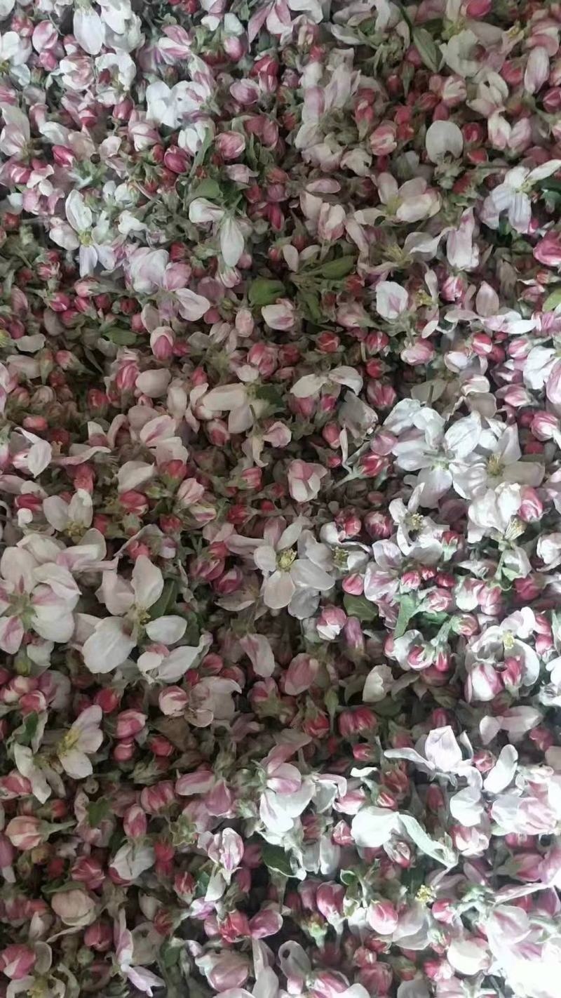 代收苹果花，可加工提取花粉！有充足的场地和丰富的货源