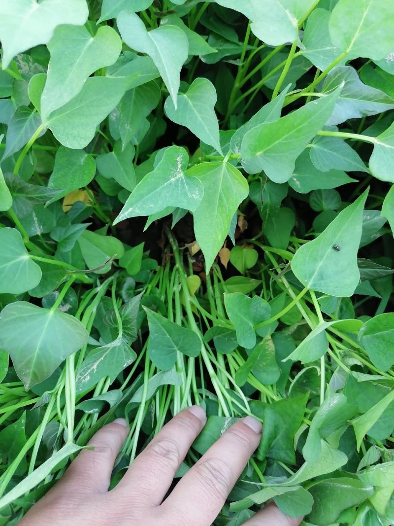 红薯苗商薯19红薯苗，哈密，西瓜红25~35cm现货
