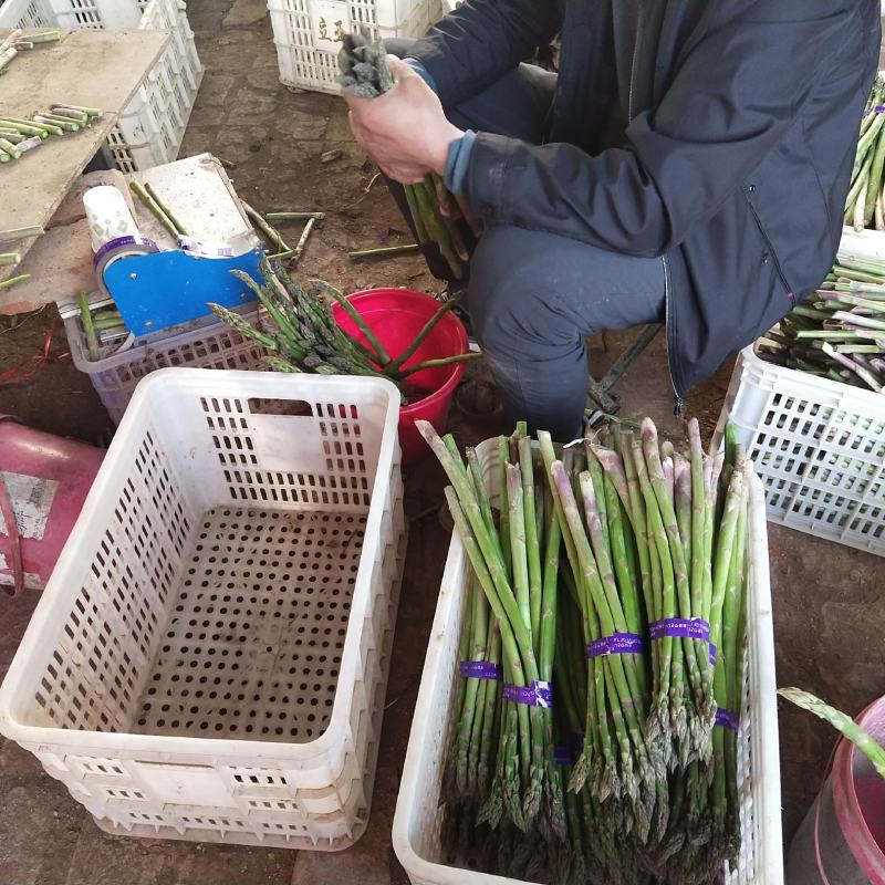 漯河芦笋基地新鲜采摘