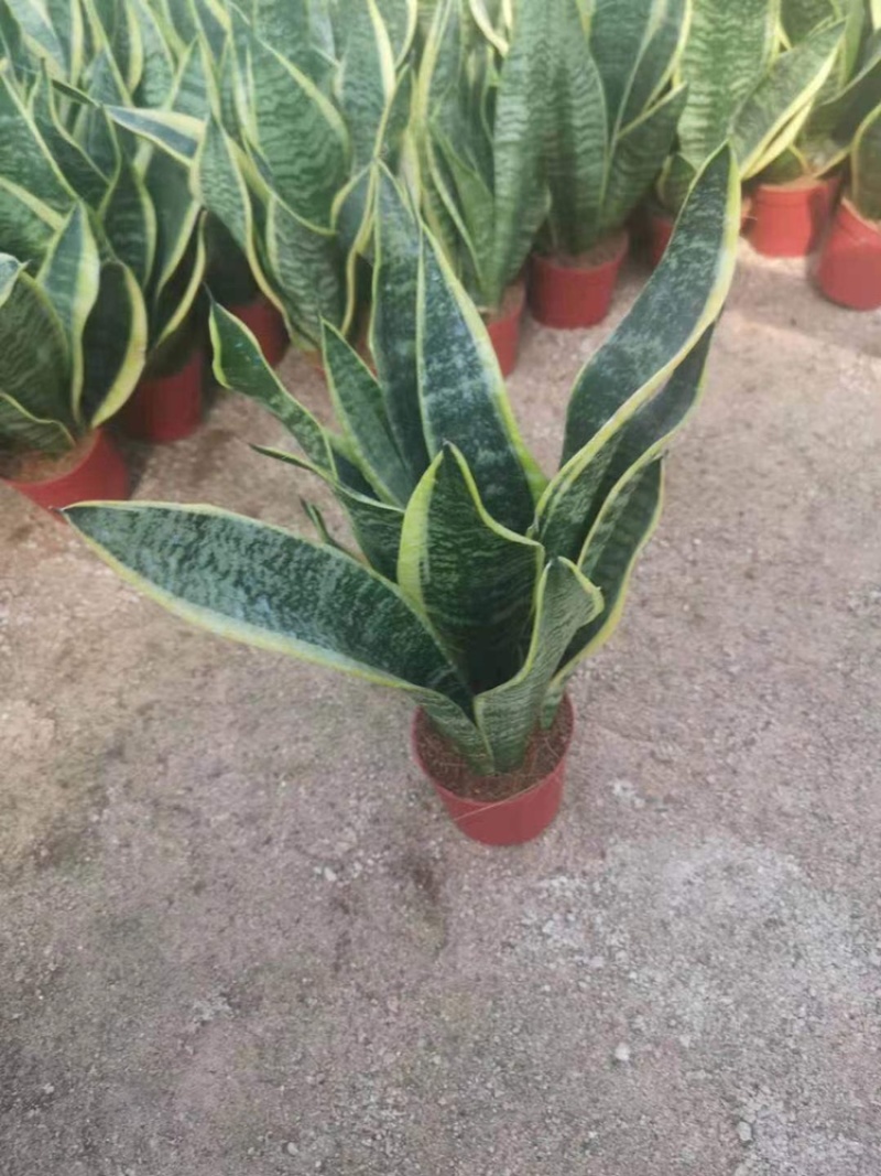 虎皮兰大小规格带盆整箱批发常年供应