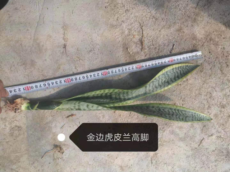 虎皮兰大小规格带盆整箱批发常年供应