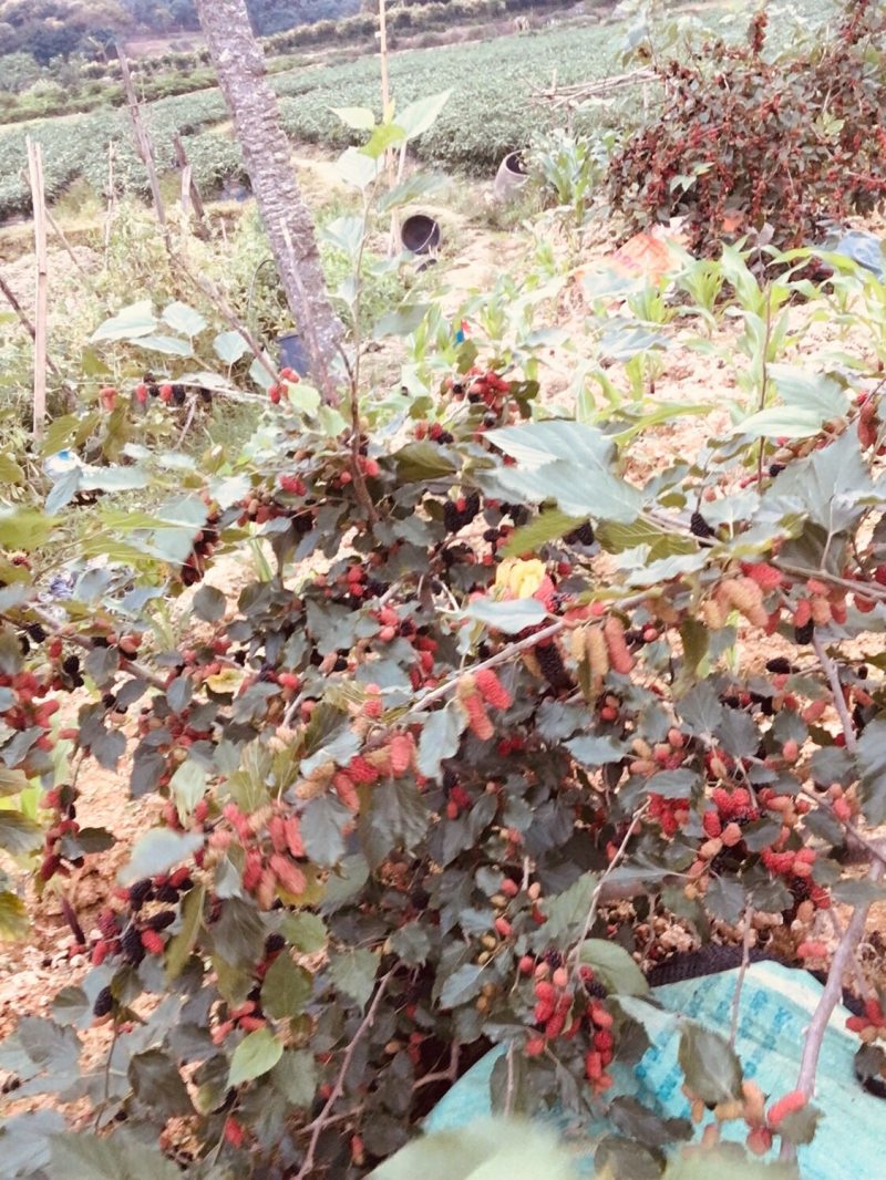 【桑葚种苗】黑珍珠桑葚苗清甜可口