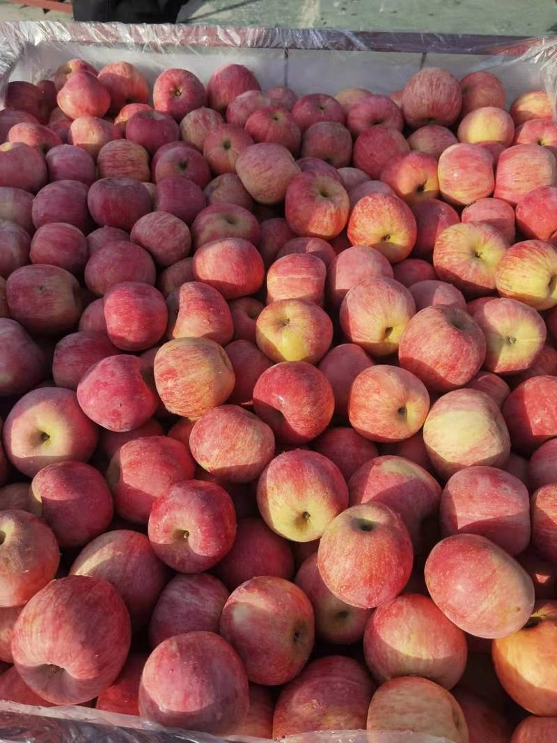 山东果蔬生产批发基地，苹果大量有货欢迎新老客户来洽谈采购