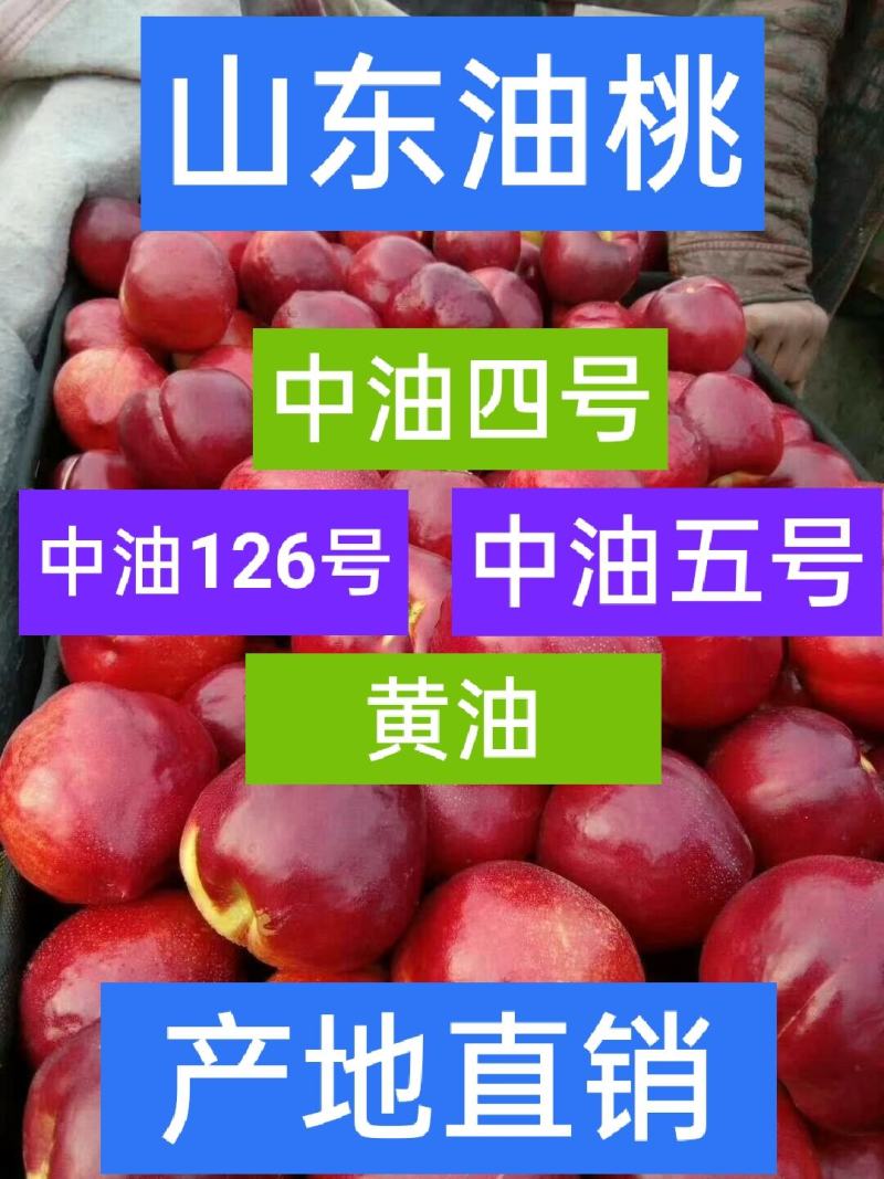 山东油桃四号中油126红油新鲜上市口感脆甜耐