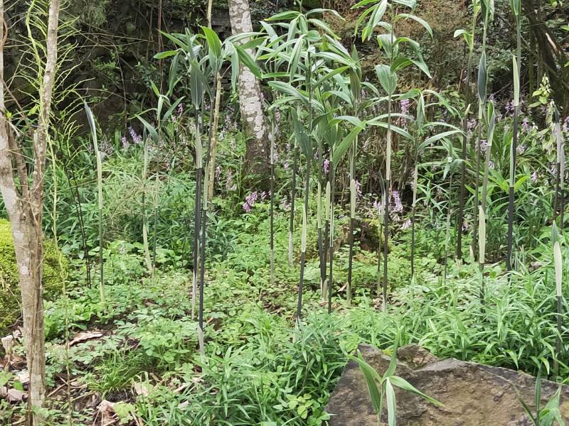 鸡头黄精种苗，多花黄精，日供100万株，需要的老板联系。