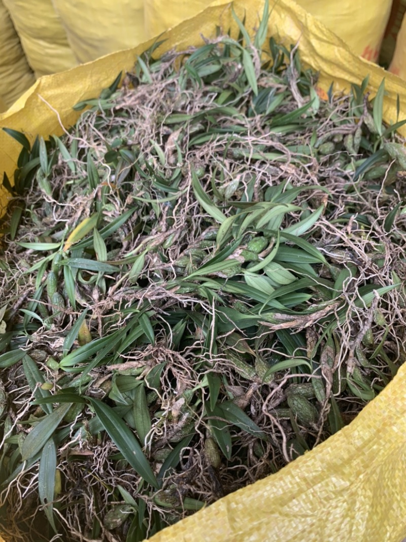 石橄榄双叶小果石橄榄云南野生货量大从优100斤包邮