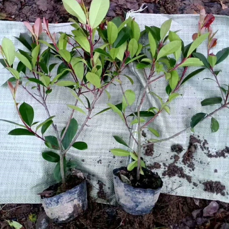 红叶石楠苗红叶石楠苗红叶石楠树杯苗床苗