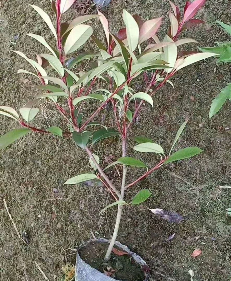 红叶石楠苗红叶石楠苗红叶石楠树杯苗床苗