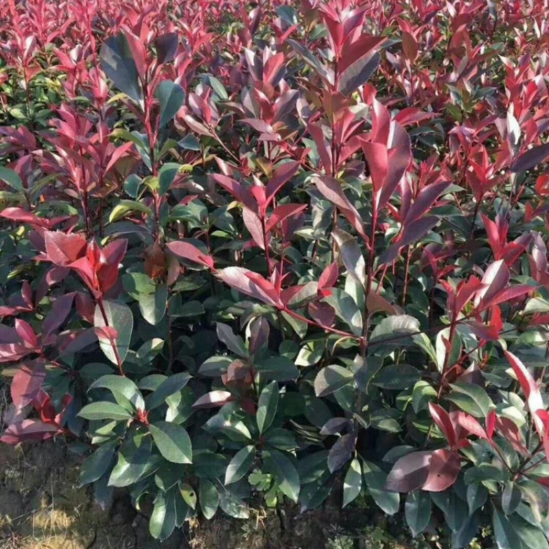 红叶石楠苗红叶石楠苗红叶石楠树杯苗床苗