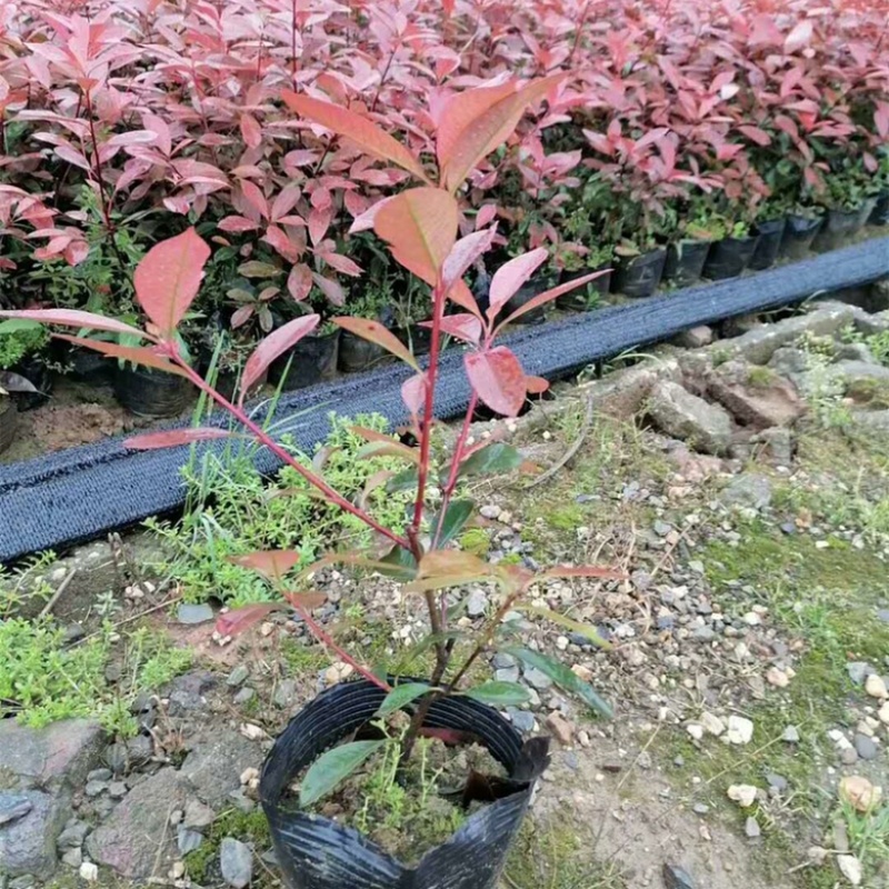 红叶石楠苗红叶石楠苗红叶石楠树杯苗床苗