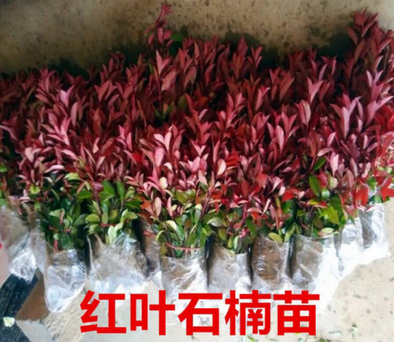 红叶石楠苗红叶石楠苗红叶石楠树杯苗床苗