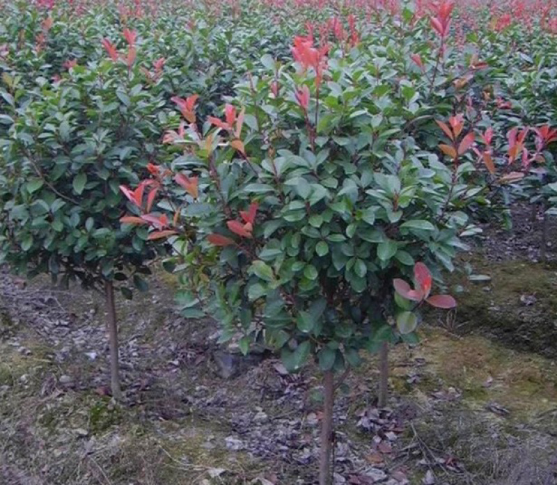 红叶石楠苗红叶石楠苗红叶石楠树杯苗床苗