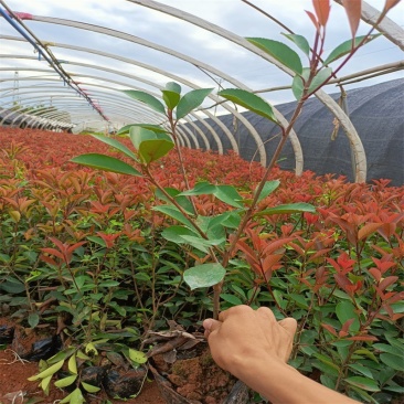 红叶石楠苗红叶石楠苗红叶石楠树杯苗床苗
