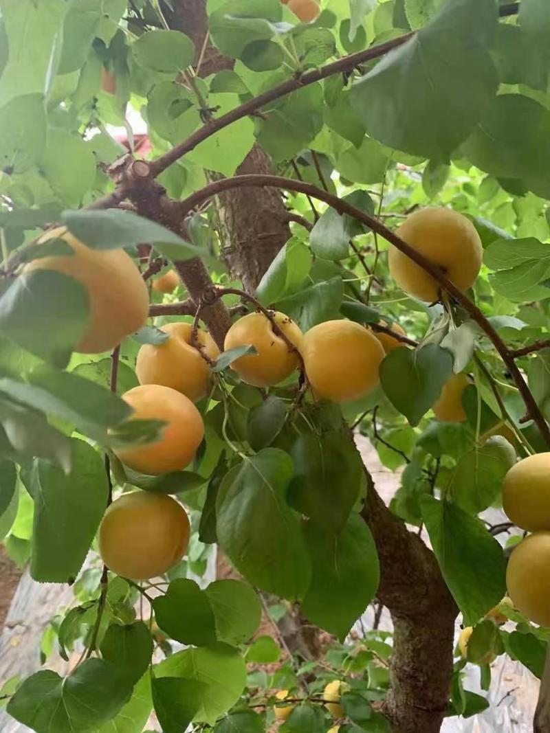 水果大黄杏，清香脆绿