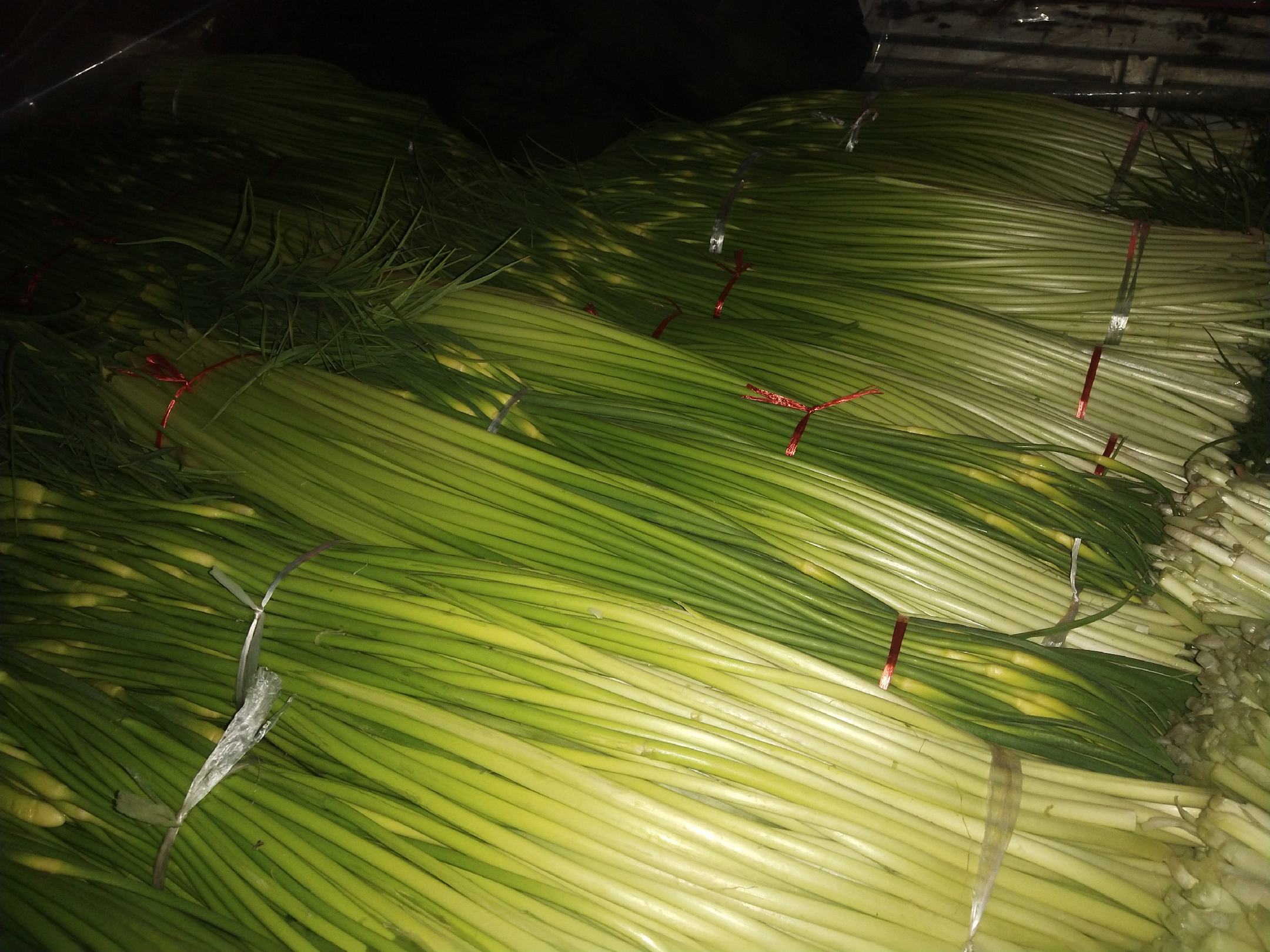 蒜苔结构分解图